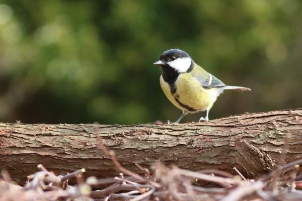 2023年巨蟹座2月爱情运分析 有惊喜  　　