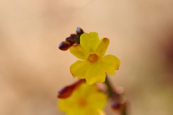 2023年双春年是什么意思 双春年有什么讲究