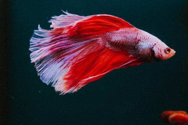 为什么说大年初一生孩子不好 有什么说法吗