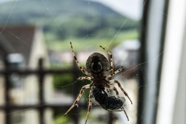 2023年大年初一喜神财神福神在哪个方位