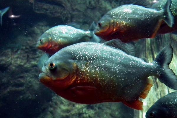 梦见妈妈有危险是凶兆还是吉兆