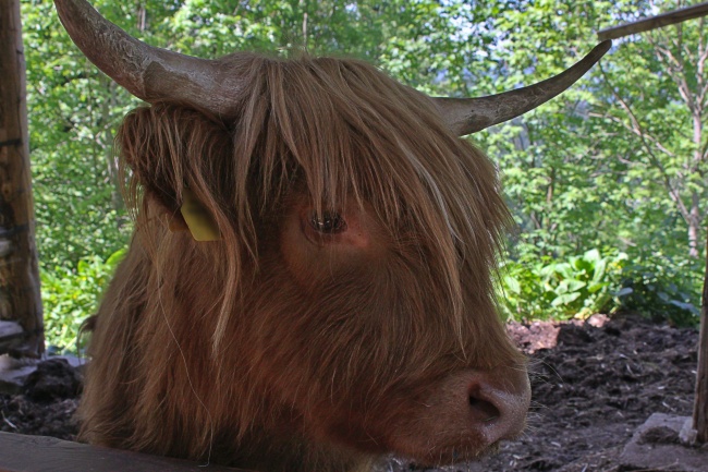 唐立淇 每日星座运势1.10