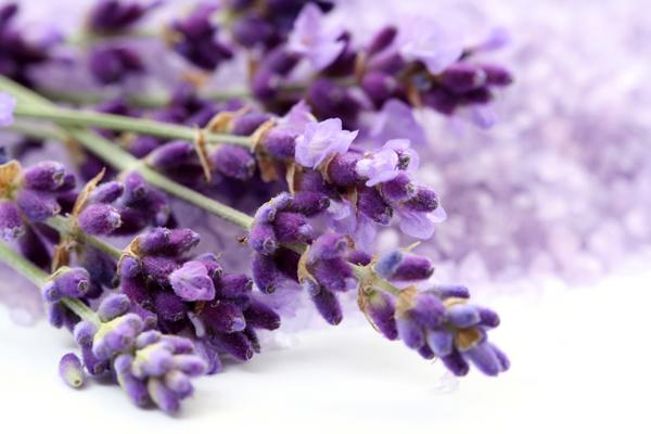 2023年天秤座爱情运旺盛吗 指数高不高