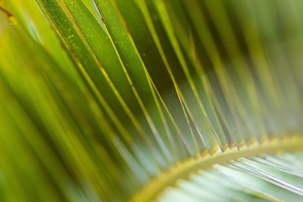 腊月初五是什么命 天生要强不服输