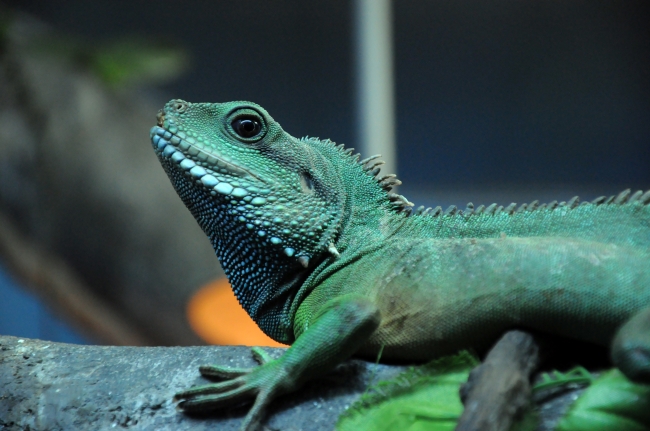 双鱼座2023年运势查询 财运丰厚 桃花旺盛