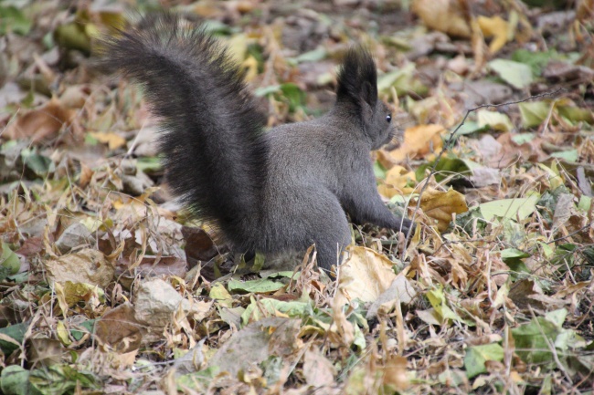 北小年和南小年是什么意思 小年夜的由来