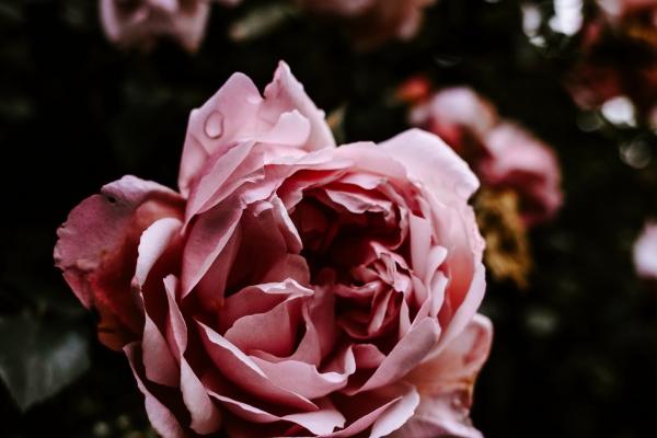 闹闹女巫 12星座今日运势0111