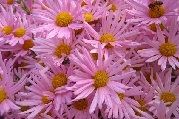 2023年正月黄道吉日查询 最吉利的日子一览表