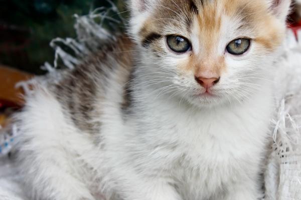 2023年摩羯座学业运2月运程详解 完整解析