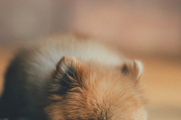 2023年正月兔好吗 一月出生属兔人命好不好