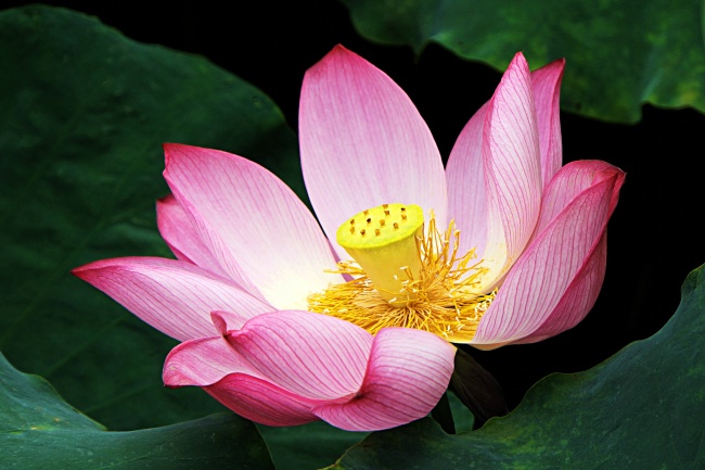 射手座2023年婚姻运势最新全解 有矛盾吗?