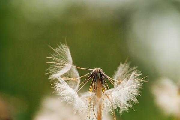 2023年2月12日结婚吉日吉时查询 是否华堂花烛灿琼筵