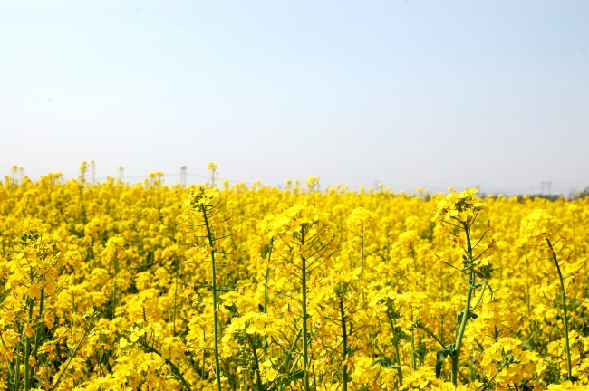 2023年2月20日是结婚的好日子吗 是否枝头连理并蒂红