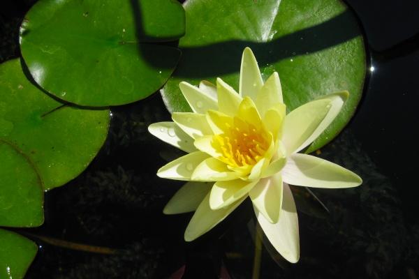 今年除夕日子好吗2023年 为什么今年除夕这么早