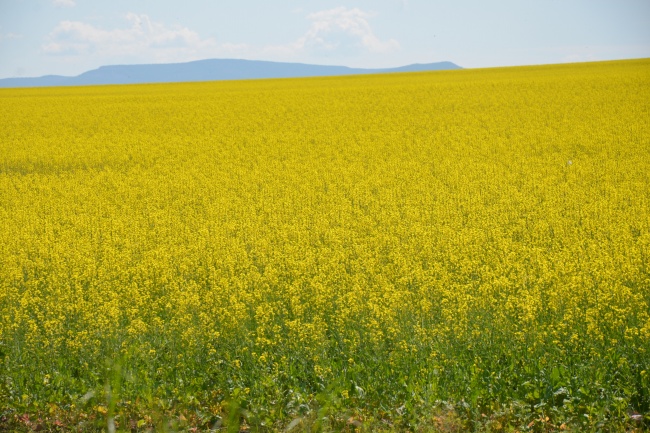 除夕何时定为法定假日 2023年除夕当天高速收费吗