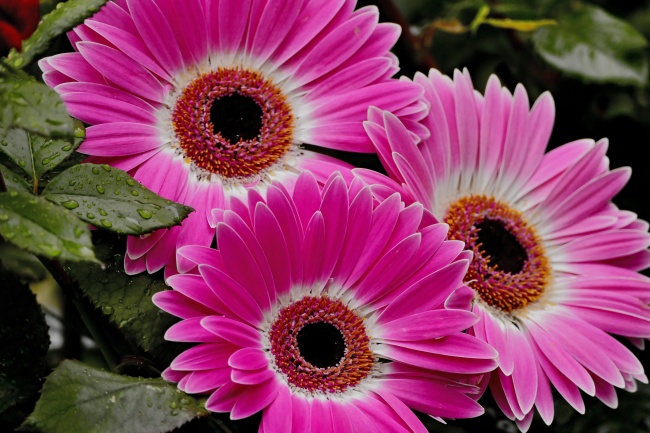 癸卯年属于什么命 2023年出生的孩子好不好