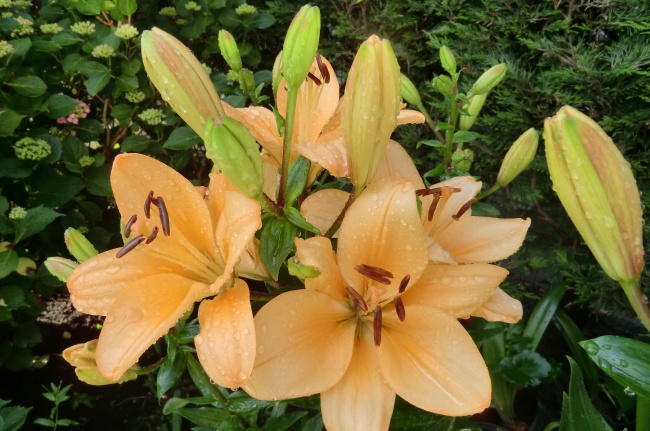 属鸡人81年出生是什么五行