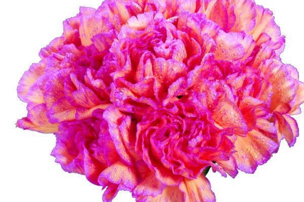 2023年最好的八字命盘 好运连连 成绩斐然