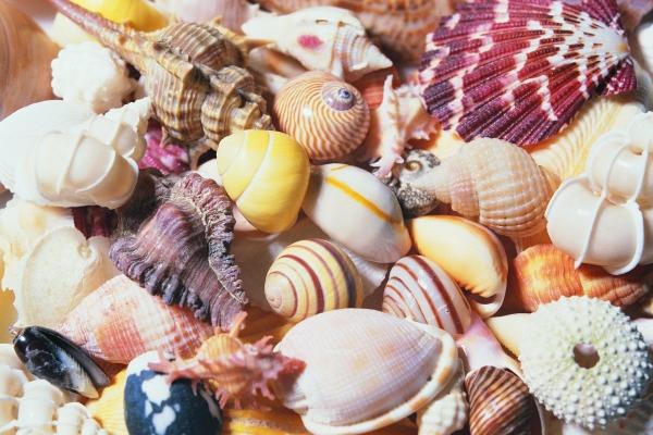 2023年天蝎座3月婚姻运分析 步入婚姻殿堂