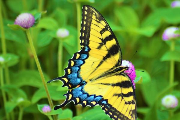 白羊座2023年运势女 事业顺利 财运暴涨