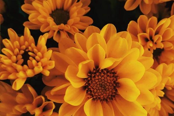 金牛男被哪种女生吃定 金牛座一见钟情哪个星座