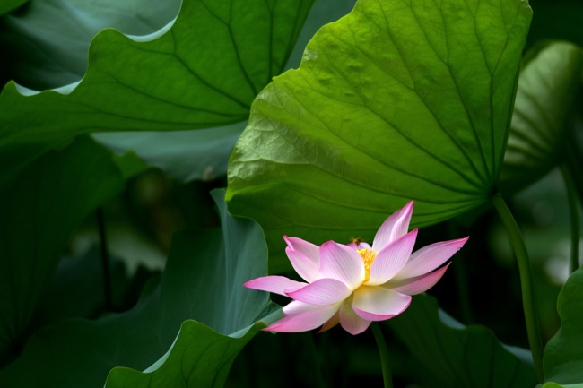 射手座2023年兔年运势分析 今年运气好不好