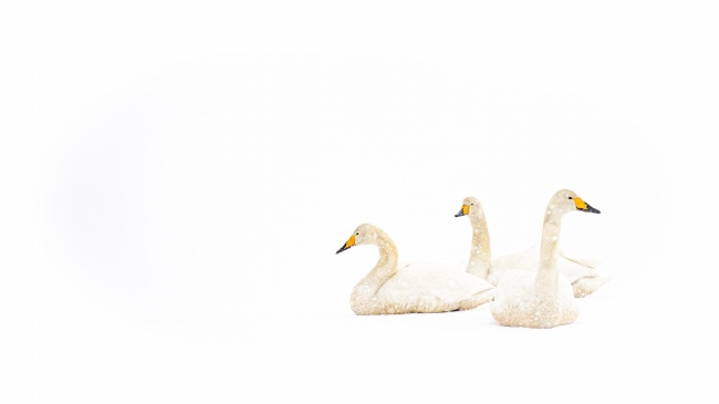 双子女的克星是天蝎男 天蝎双子其实是绝配