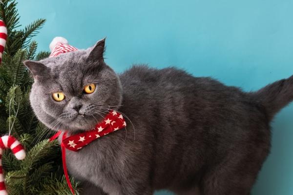 天秤女吃定双鱼男 双鱼男明明喜欢却不主动