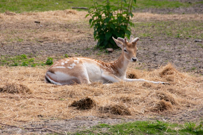 2023年蛇女狮子座运势 财运提升 感情顺利