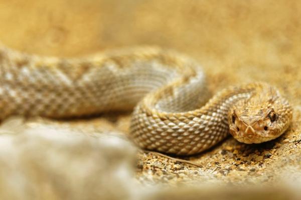 2023年2月27日开业吉日黄历查询 此日开业则生意多兴盛