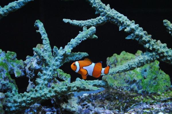 天秤男为啥不能碰金牛女 天秤男很迷金牛女