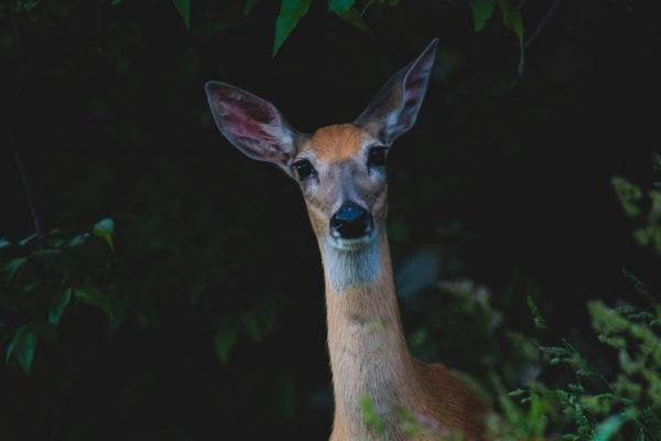 2023年小暑爱情运极好的星座 容易遇上真爱