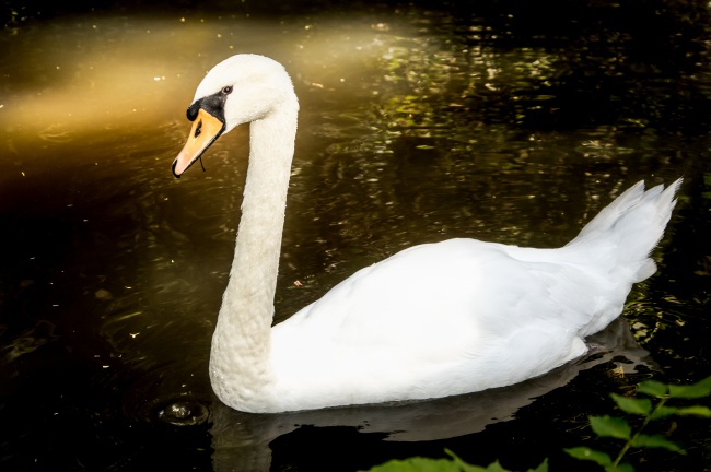 双子座2023年桃花运5月情况  蓬勃发展的桃花