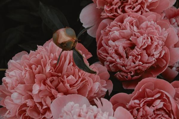 闹闹女巫  12星座今日运势0129