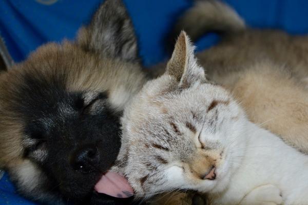 2023年金牛座桃花运4月运程详解 逐渐明朗