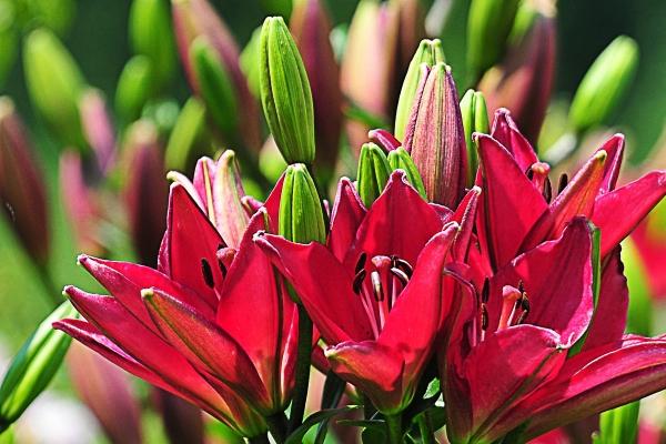 天蝎男会对天蝎女着迷吗 天蝎女魅力为什么这么大