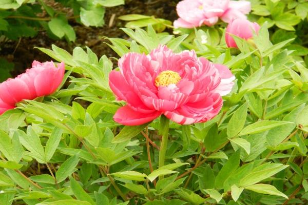 2023年有两个立春是真的吗 今年立春是几九