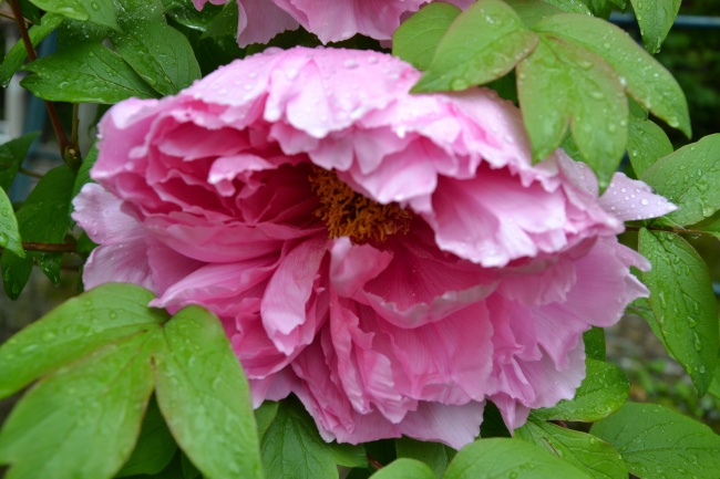 2023年2月18日适合领证吗 今天可以登记结婚吗