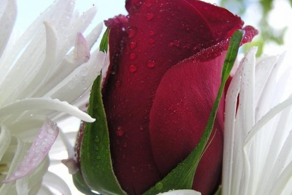 闹闹女巫 今日星座运势0201