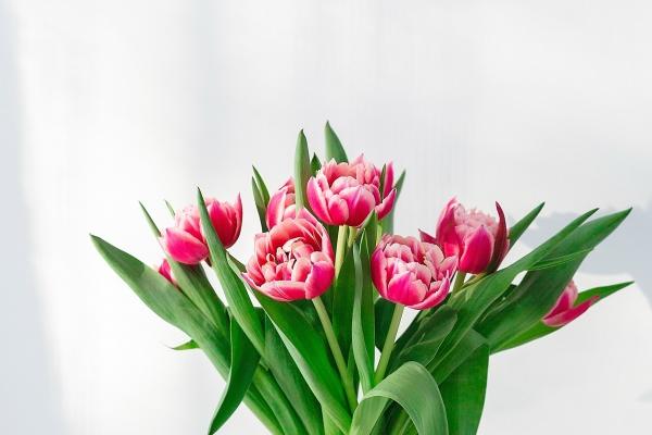 Alex 白羊座2023年2月月度运程