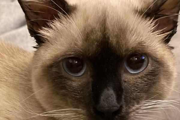 2023年正月十三是黄道吉日吗 日子好不好