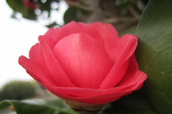 Alex 摩羯座2023年2月月度运程