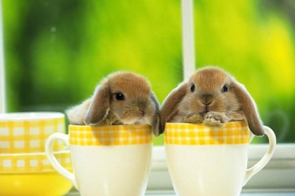 2023年巨蟹座2月学业运分析  详细了解