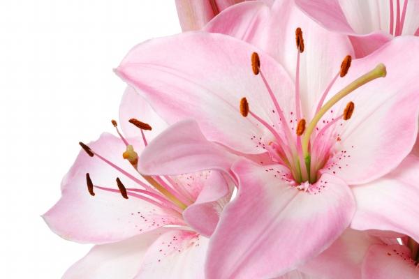 闹闹女巫 12星座周运势：0130~0205