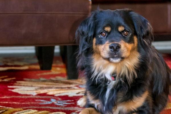 天秤座2023年财运6月情况  运势详解