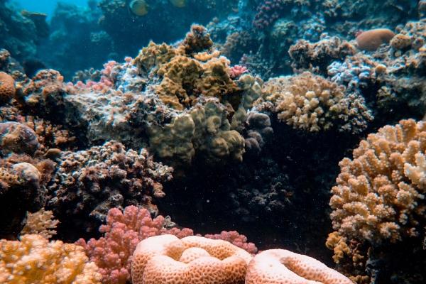 第一星运 小易占星2023年周运02.13-02.19