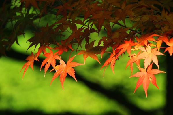 Alex 金牛座2023年2月月度运程