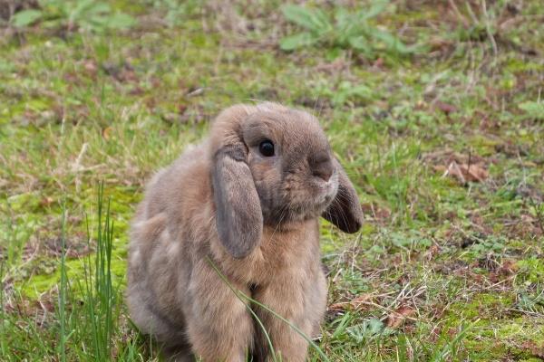 立春之后出生的兔子好吗 生活顺遂 发展顺利