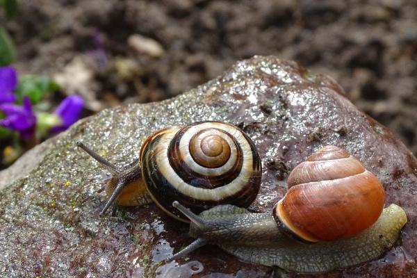 狂月天时  每日星座运势0201