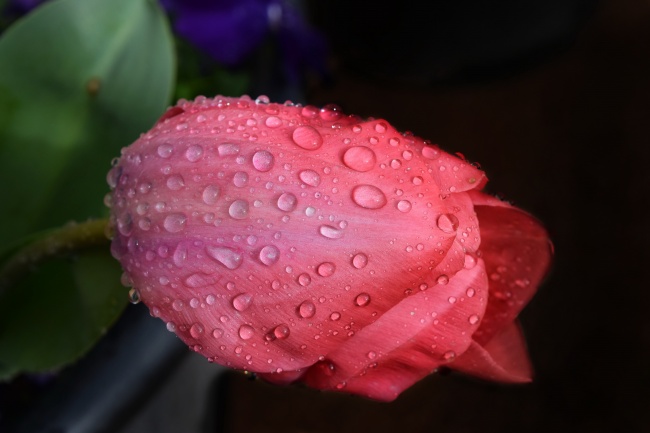 2023年农历2月的兔宝宝命运如何 丰衣足食